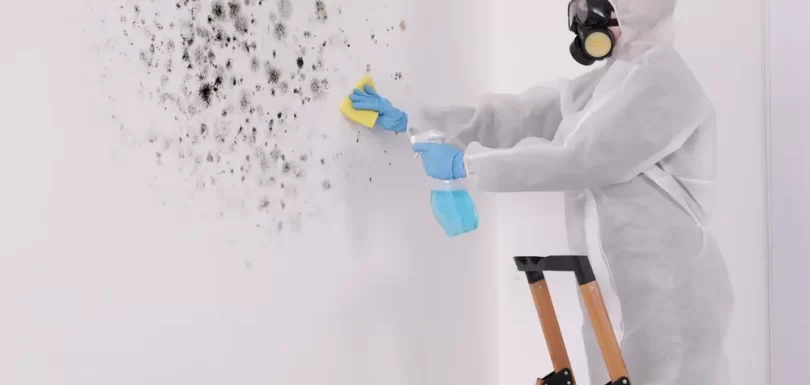 Black Mold in the House Dangers and How to Spot It