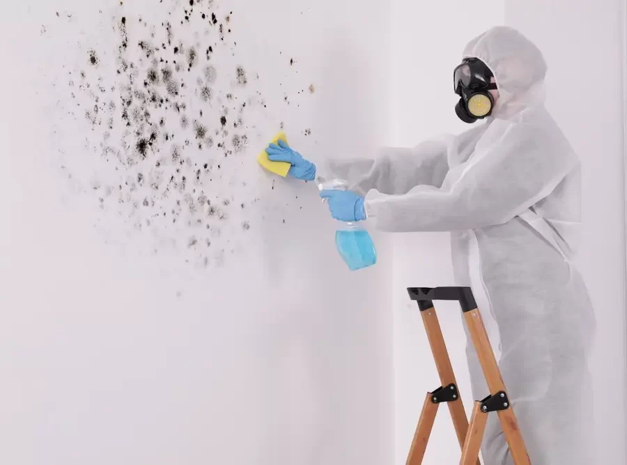 Black Mold in the House Dangers and How to Spot It