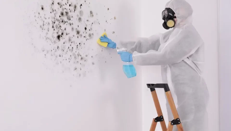 Black Mold in the House Dangers and How to Spot It