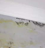 How a Mold Inspection Works Step by Step