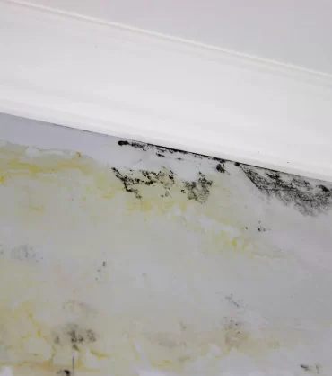 How a Mold Inspection Works Step by Step