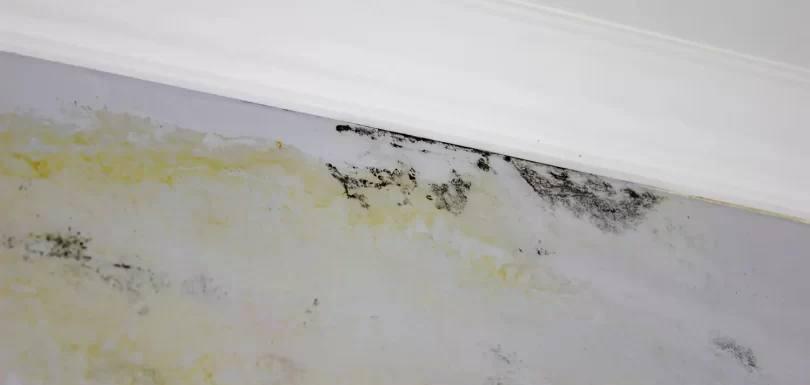 How a Mold Inspection Works Step by Step