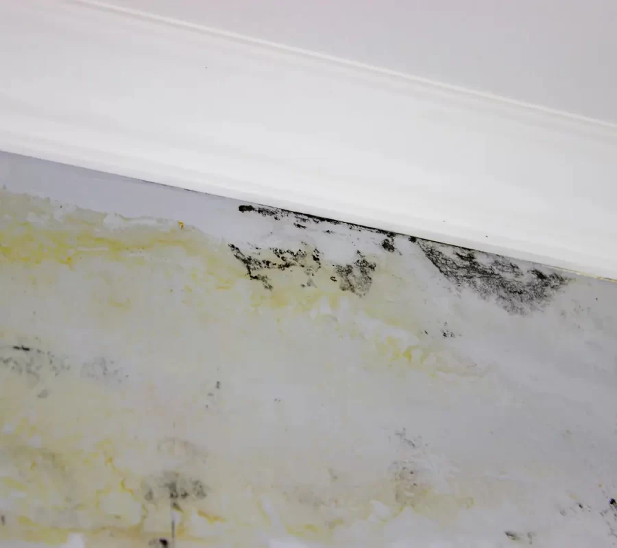 How a Mold Inspection Works Step by Step