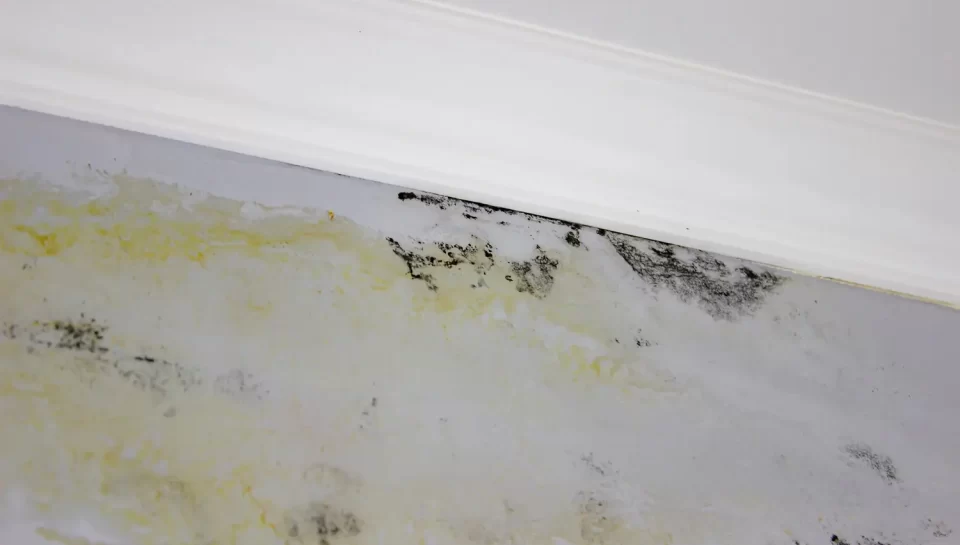 How a Mold Inspection Works Step by Step